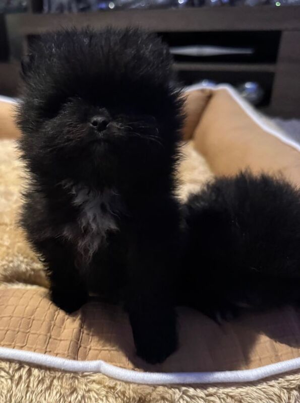 Pomeranian puppies for sale in Erdington, West Midlands – 8 weeks old - Image 3 of 3
