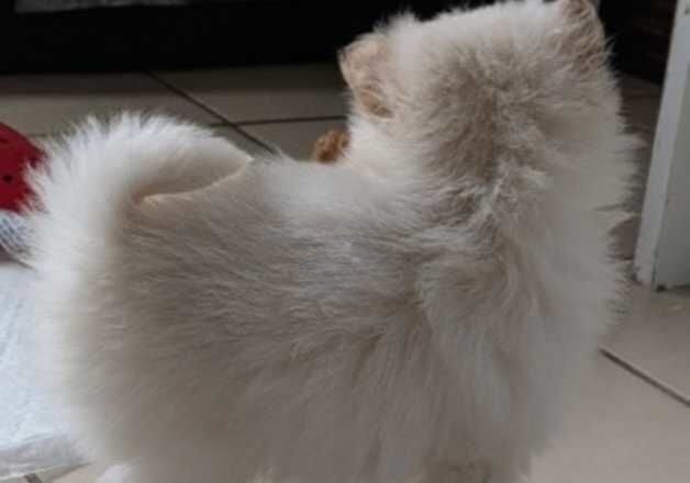 Pomeranian puppies for sale in Bishop Auckland, Durham – 1 year old - Image 2 of 2