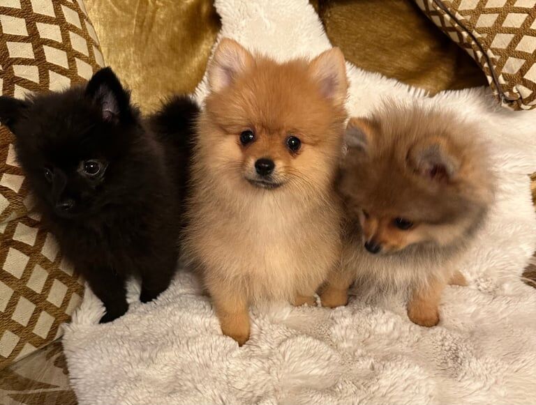 Pomeranian puppies for sale in Codsall, Staffordshire – 3 months old