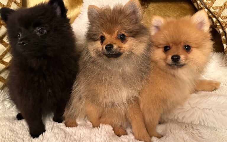 Pomeranian puppies for sale in Codsall, Staffordshire – 3 months old - Image 2 of 3