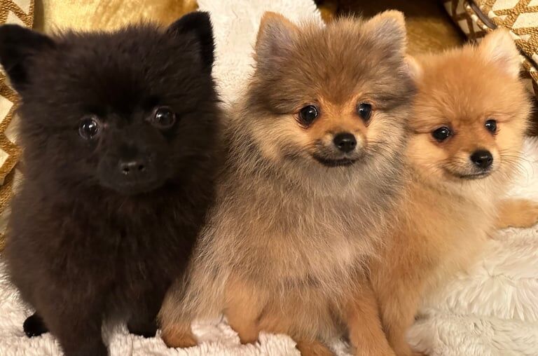 Pomeranian puppies for sale in Codsall, Staffordshire – 3 months old - Image 3 of 3