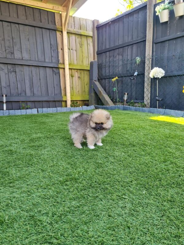 Pomeranian puppies for sale in Leicester, Leicestershire β 11 months old - Image 2 of 3