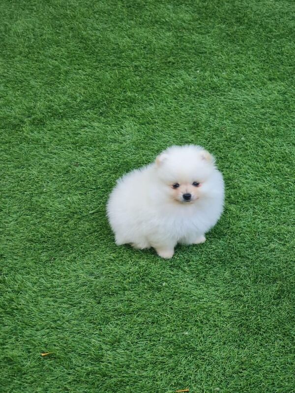 Pomeranian puppies for sale in Leicester, Leicestershire β 11 months old - Image 3 of 3