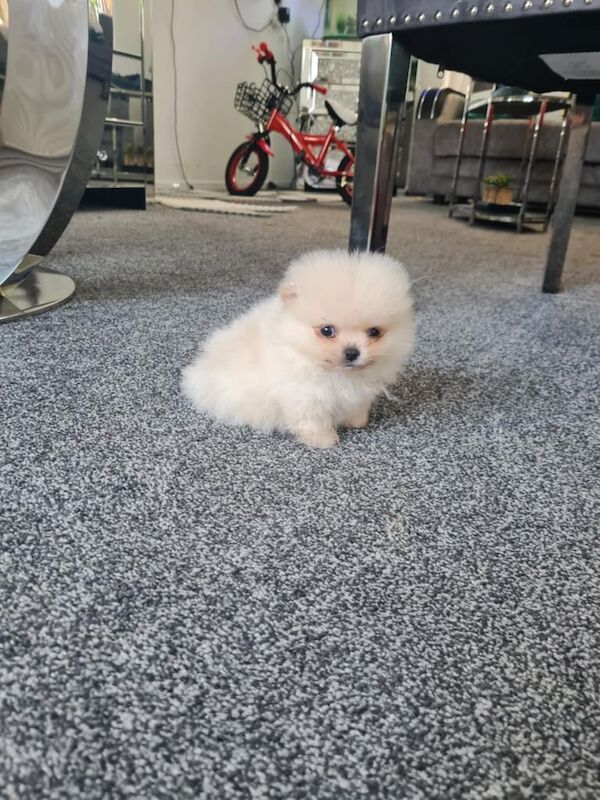 Pomeranian high quality xs ❤️ for sale in Leicester, Leicestershire