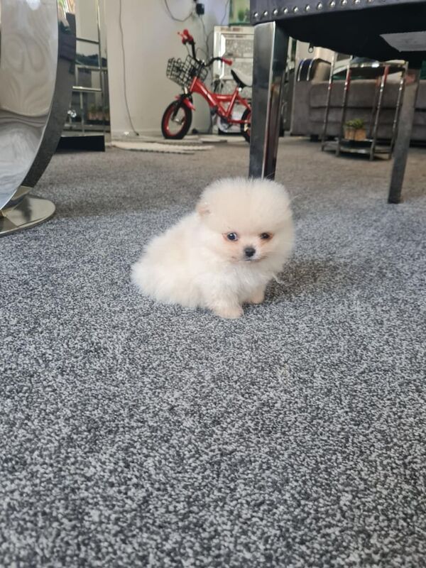 Pomeranian puppies for sale in Leicester, Leicestershire – 9 months old - Image 2 of 3