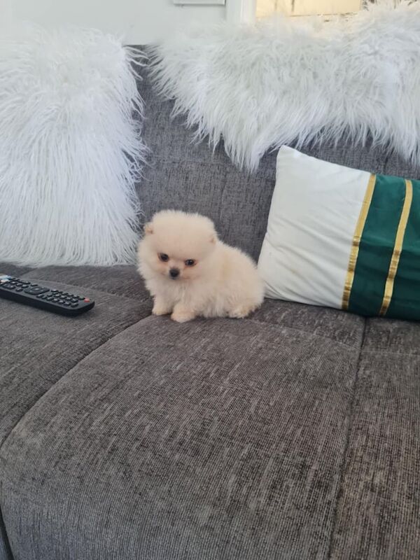 Pomeranian puppies for sale in Leicester, Leicestershire – 9 months old - Image 3 of 3