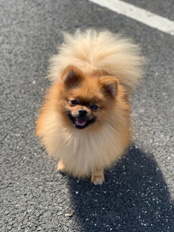 Pomeranian puppies for sale in County Antrim – 1 year old - Image 2 of 2