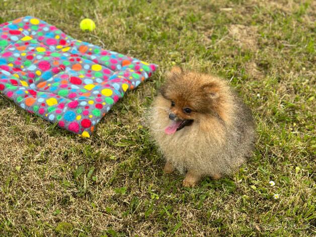 Pomeranian puppies for sale in Brighton, Cornwall – 1 year old - Image 2 of 5