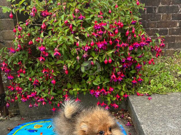 Pomeranian puppies for sale in Brighton, Cornwall – 1 year old - Image 3 of 5