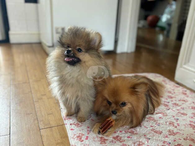 Pomeranian puppies for sale in Brighton, Cornwall – 1 year old - Image 5 of 5