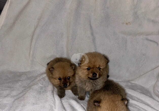 Pomeranian puppies for sale in Sheffield, South Yorkshire – 1 year old - Image 3 of 5