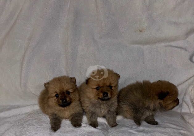 Pomeranian puppies for sale in Sheffield, South Yorkshire – 1 year old - Image 4 of 5