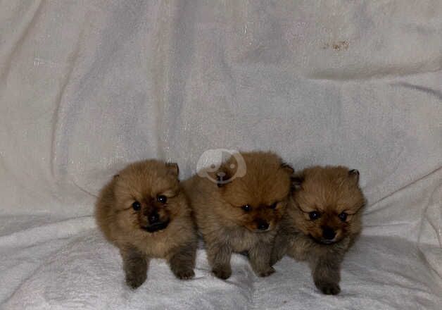 Pomeranian puppies for sale in Sheffield, South Yorkshire – 1 year old - Image 5 of 5