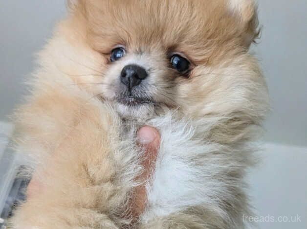 Pomeranian puppies for sale in Halifax, West Yorkshire – 11 months old - Image 1 of 5