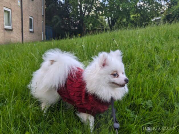 Pomeranian puppies for sale in Halifax, West Yorkshire – 11 months old - Image 2 of 5