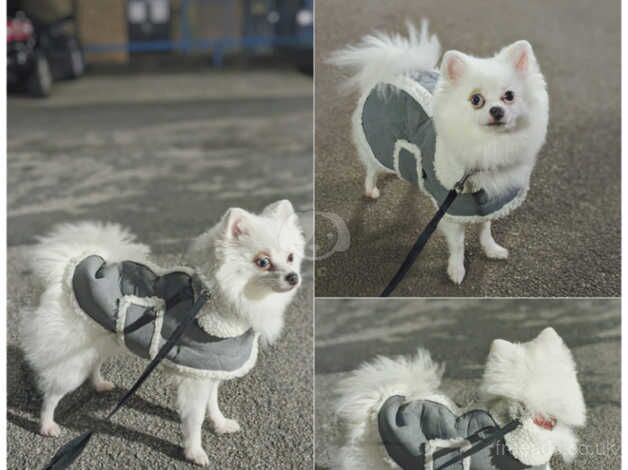 Pomeranian puppies for sale in Halifax, West Yorkshire – 11 months old - Image 3 of 5