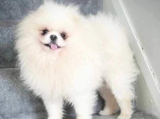 Pomeranian puppies for sale in Halifax, West Yorkshire – 11 months old - Image 4 of 5