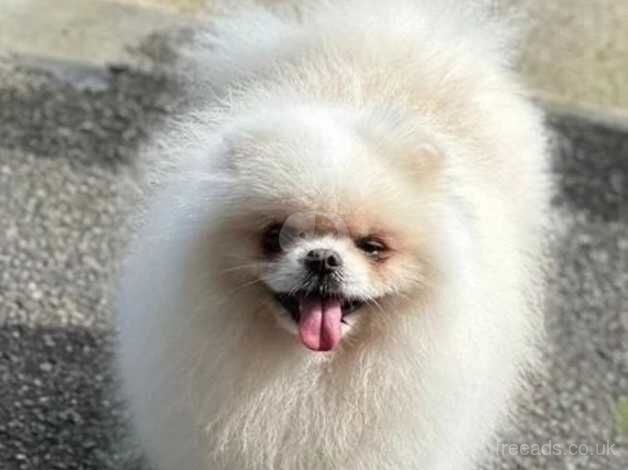 Pomeranian puppies for sale in Halifax, West Yorkshire – 11 months old - Image 5 of 5