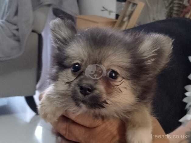 Pomeranian puppies for sale in Bishop's Hull, Somerset – 1 year old - Image 1 of 5