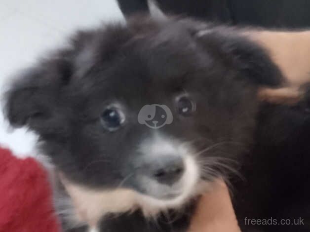 Pomeranian puppies for sale in Bishop's Hull, Somerset – 1 year old - Image 2 of 5