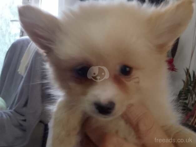 Pomeranian puppies for sale in Bishop's Hull, Somerset – 1 year old - Image 3 of 5