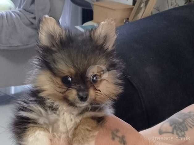 Pomeranian puppies for sale in Bishop's Hull, Somerset – 1 year old - Image 4 of 5