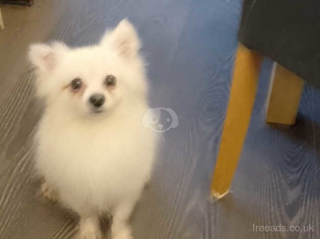 Pomeranian puppies for sale in Bishop's Hull, Somerset – 1 year old - Image 5 of 5