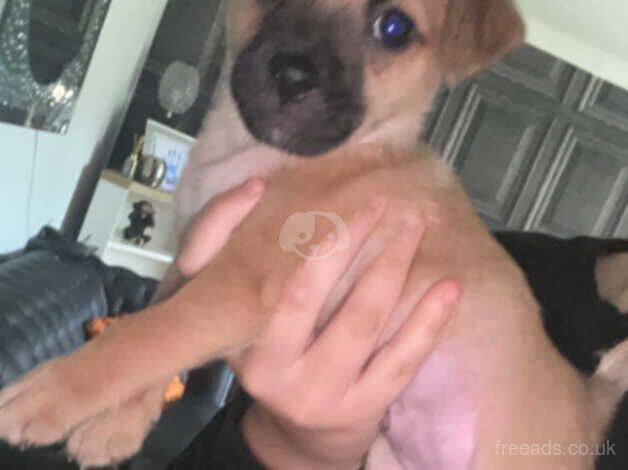 Pomeranian puppies for sale in Newcastle upon Tyne, Tyne and Wear – 1 year old - Image 3 of 4