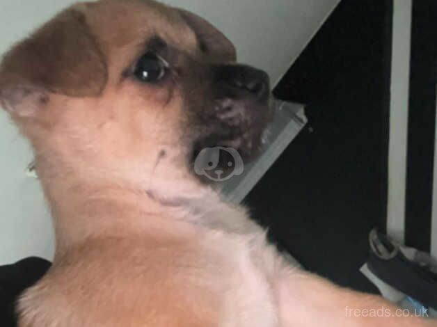 Pomeranian puppies for sale in Newcastle upon Tyne, Tyne and Wear – 1 year old - Image 4 of 4