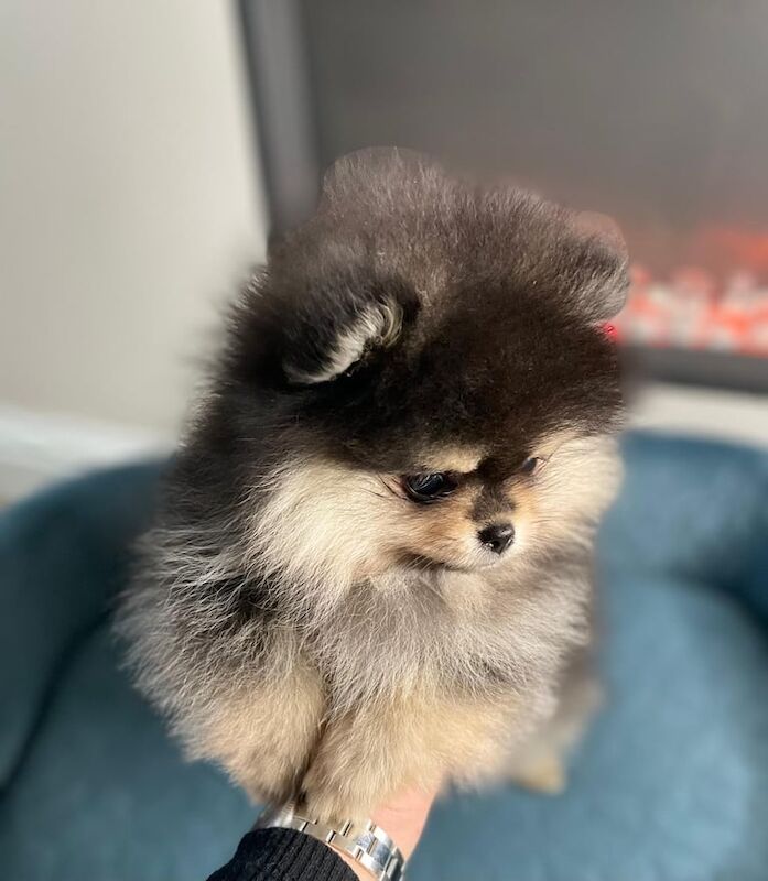 Pomeranian puppies for sale in Normandy, Surrey – 1 year old - Image 2 of 3