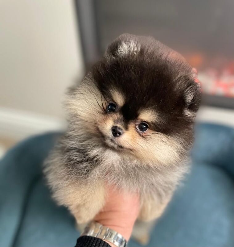 Pomeranian puppies for sale in Normandy, Surrey – 1 year old - Image 3 of 3