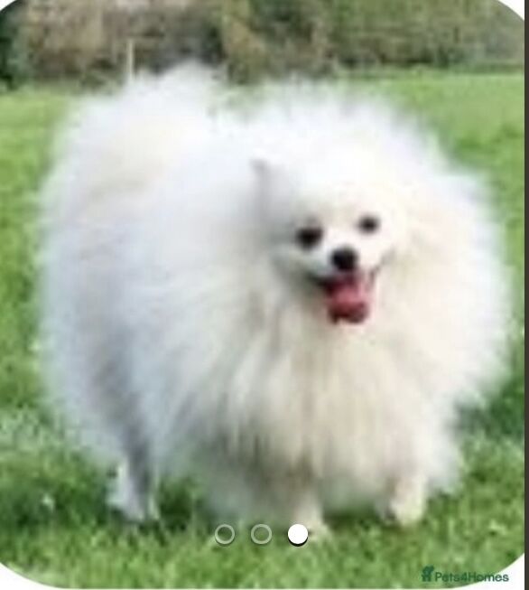 Pomeranian kc reg dog for sale in Peterborough, Cambridgeshire | Image 2