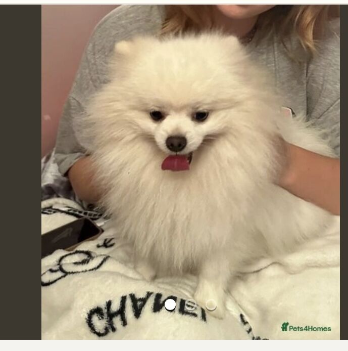 Pomeranian kc reg dog at stud for sale in Peterborough, Cambridgeshire - Image 3