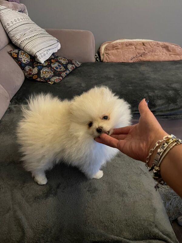 Pomeranian KC REGISTERED PUPPIES for sale in Bathgate, West Lothian | Image 2