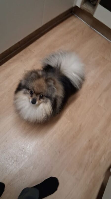 POMERANIAN male 3 YEARS OLD ready now - Image 2 of 2