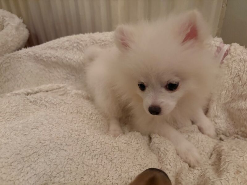 Pomeranian Puppies For Sale