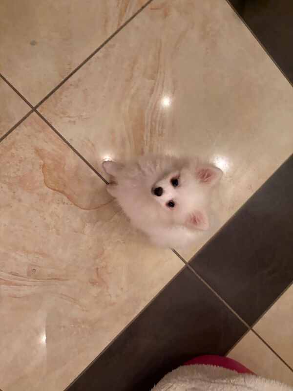 Pomeranian male - Image 2 of 5