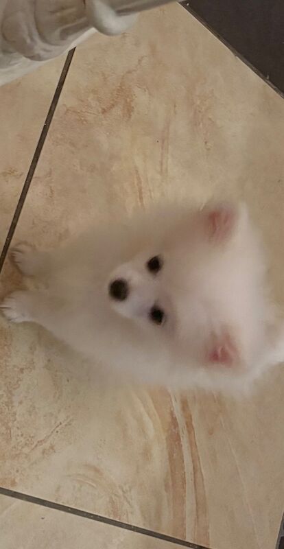 Pomeranian male - Image 3 of 5