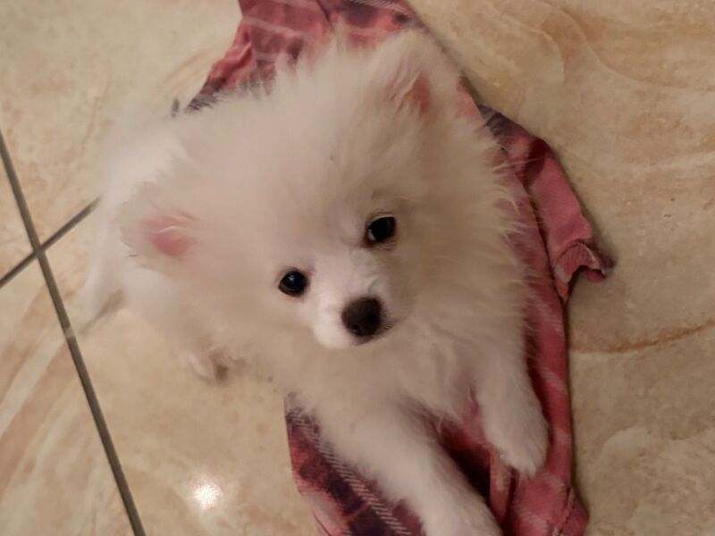 Pomeranian male - Image 4 of 5