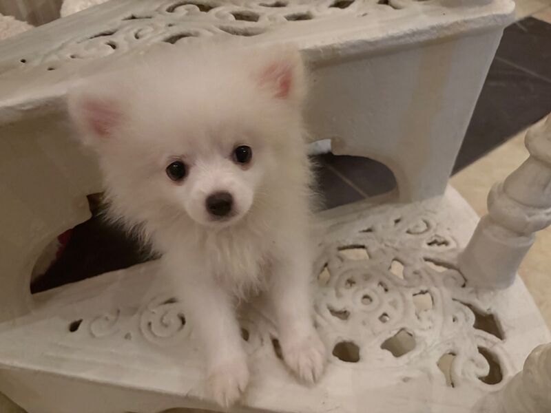 Pomeranian male - Image 5 of 5