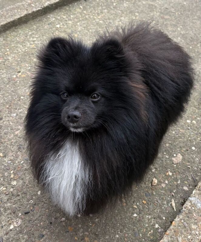 Pomeranian male