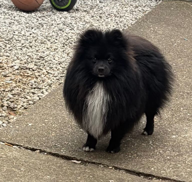 Pomeranian male - Image 2 of 3