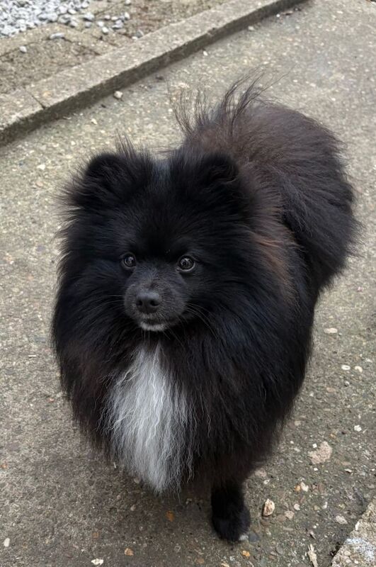 Pomeranian male - Image 3 of 3