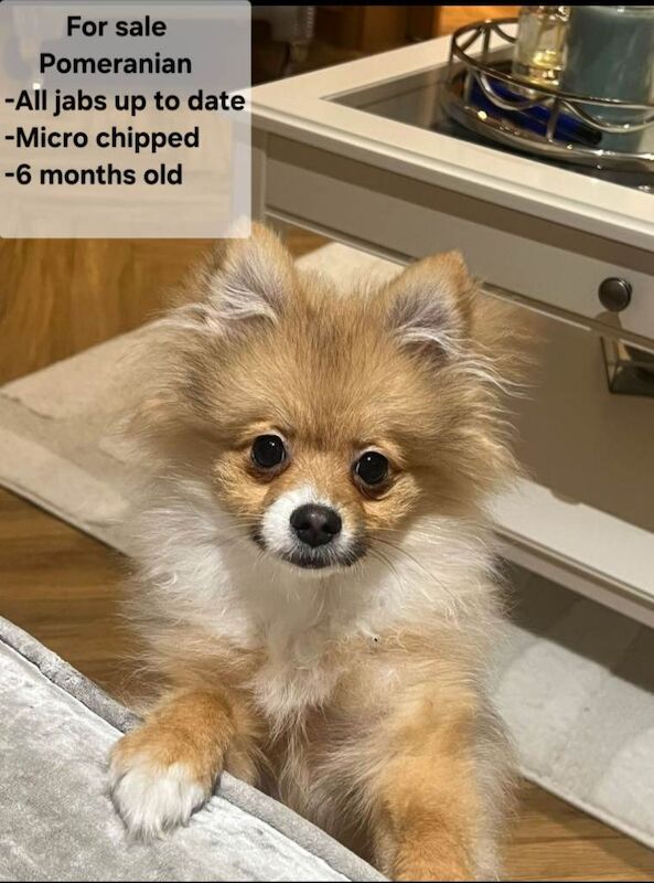 pomeranian male dog