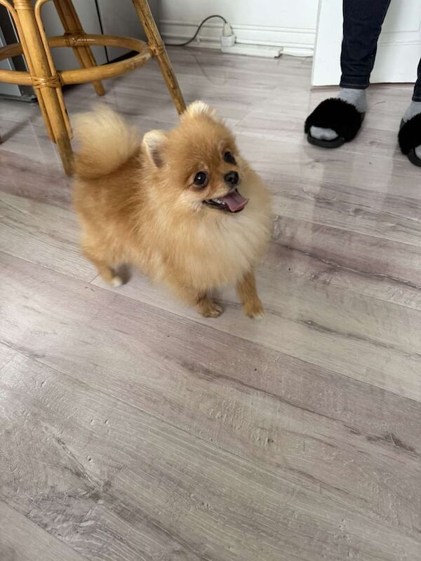 Pomeranian puppies for sale in Bradford, West Yorkshire – KC registered, 1 year old - Image 3 of 3