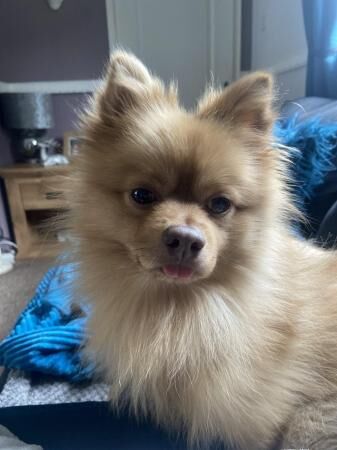 Pomeranian male please read - Image 1 of 5