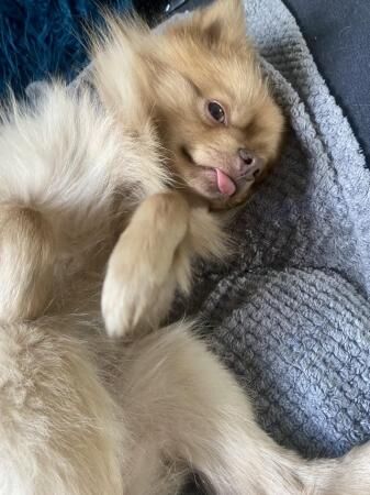 Pomeranian male please read - Image 4 of 5