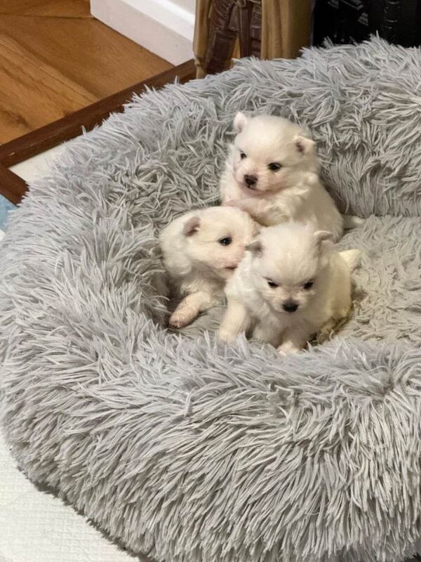 Pomeranian puppies for sale in Woodford, Greater London – 5 weeks old