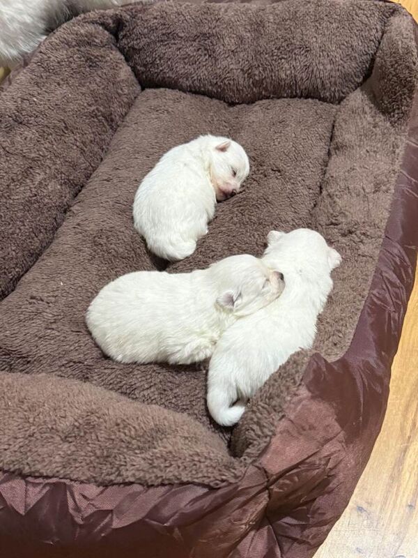 Pomeranian Miniature All White Puppies - Image 2 of 5