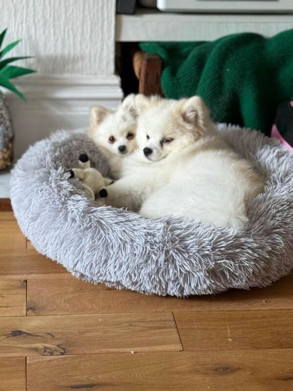 Pomeranian Miniature All White Puppies - Image 3 of 5